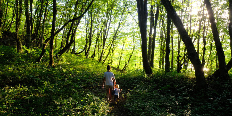 What Is Forest Bathing?